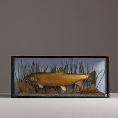 A Barbel Attributed to SF Sanders in a Flat Glass Fronted Case