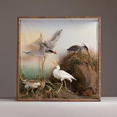 A Collection of Taxidermy Sea Birds in a Large Glass Case 