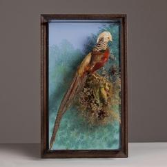 A Golden Pheasant Attributed to George Bazeley