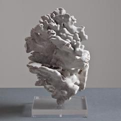 A Large Piece of Blue Coral on a Lucite Base