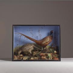 A Pair of Common Pheasants by B. Cook JR