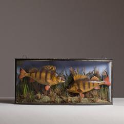 A Pair of Perch in Bow Fronted Case