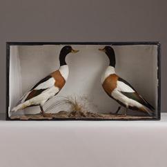A Pair of Shelduck in a Glass Fronted Case
