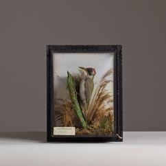 A Preserved Woodpecker Standing on a Tree Stump